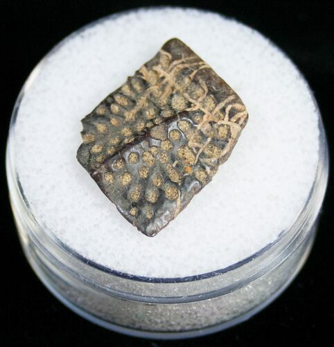 Leidyosuchus Dermal Scute - Cretaceous Crocodilian #11151